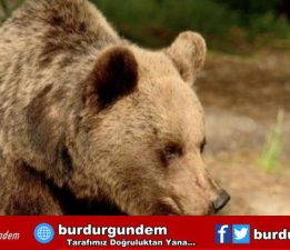 İtalya’da ayı hakkında karar çıktı