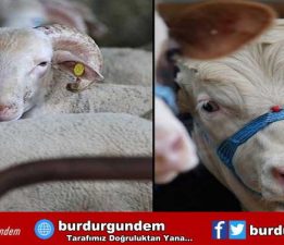 Vatandaş kara kara düşünüyor! İşte en ucuz kurbanlık fiyatları