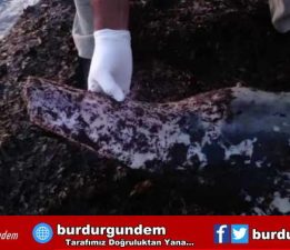 Kuşadası’nda Son bir haftada 6 ölü yunus karaya vurdu