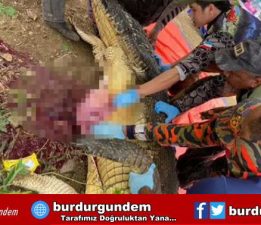 Günlerdir aranan çiftçi dev timsahın midesinden çıktı