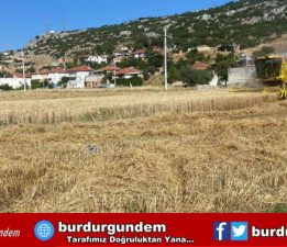 BUCAK BELEDİYESİ ATIL ARAZİLERİNE EKTİĞİ BUĞDAYLARI HASAT ETTİ