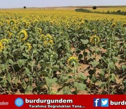 Tekirdağ’da ayçiçeği tarlalarına çekirge dadandı!