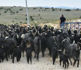 MAKÜ, Honamlı ve Kıl Keçisi Damızlık Oğlaklarını Satışa Sunuyor