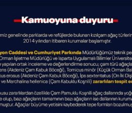 Burdur’da zararlı böcekler nedeniyle 6 kızılçam ağacı kesilecek